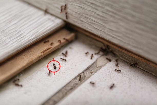 Best Mosquito Control Services  in South Burlington, VT