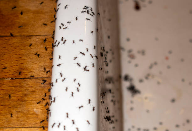 Pest Control Cost in South Burlington, VT