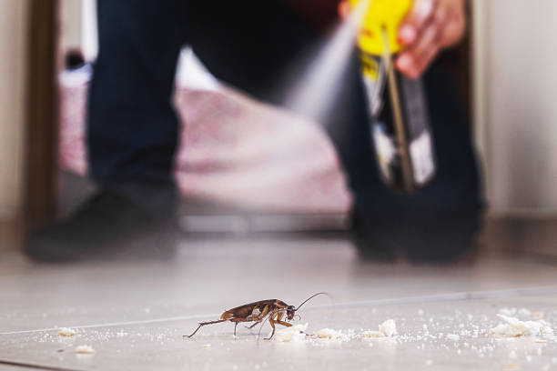 Best Pest Control for Homes  in South Burlington, VT